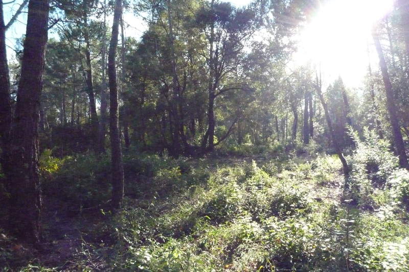 Terrain BRIGNOLES